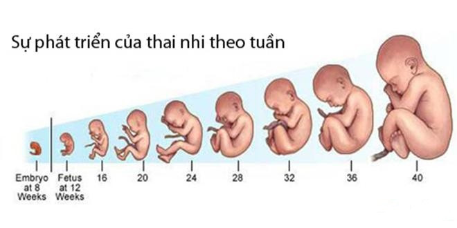 Sự phát triển của thai nhi theo tuần