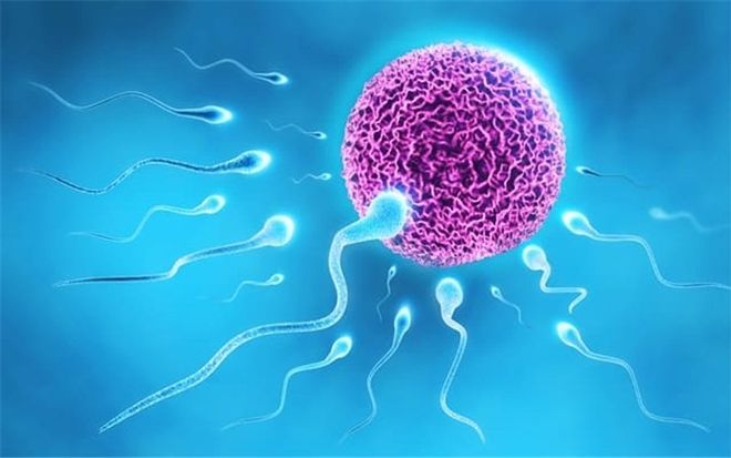 trứng rụng là thời điểm thích hợp để thực biện thụ tinh nhân tạo IUI