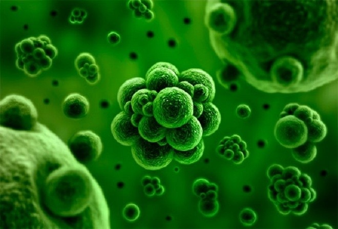 Virus gây bệnh thủy đậu