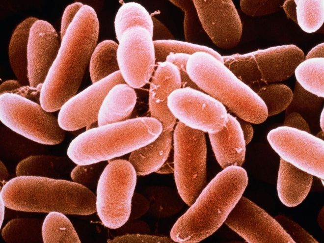 Virus gây bệnh uốn ván