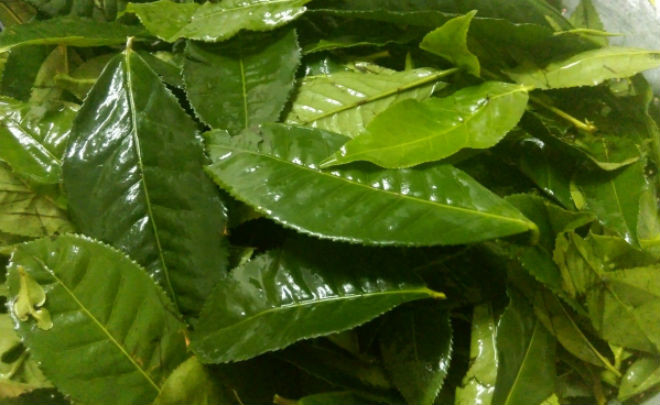 rửa sạch lá trà xanh
