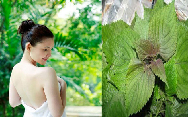 tía tô dùng để tắp trắng