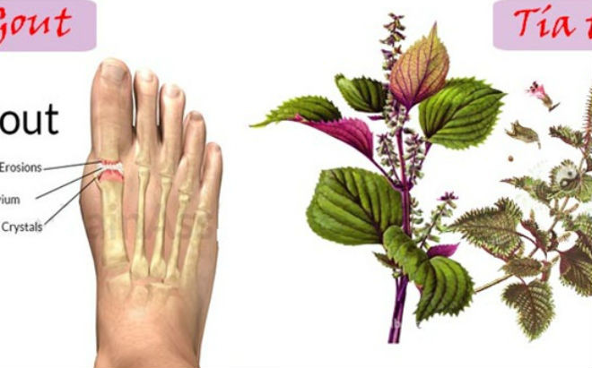 tía tô trị bệnh gout