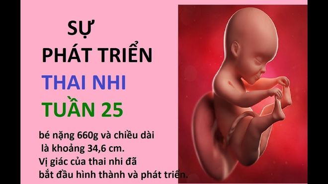 thai nhi 25 tuần tuổi đã phát triển rất nhanh