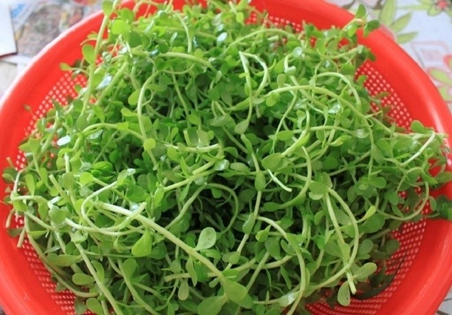 rau đắng