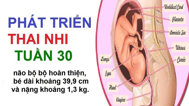 thai nhi 30 tuần tuổi