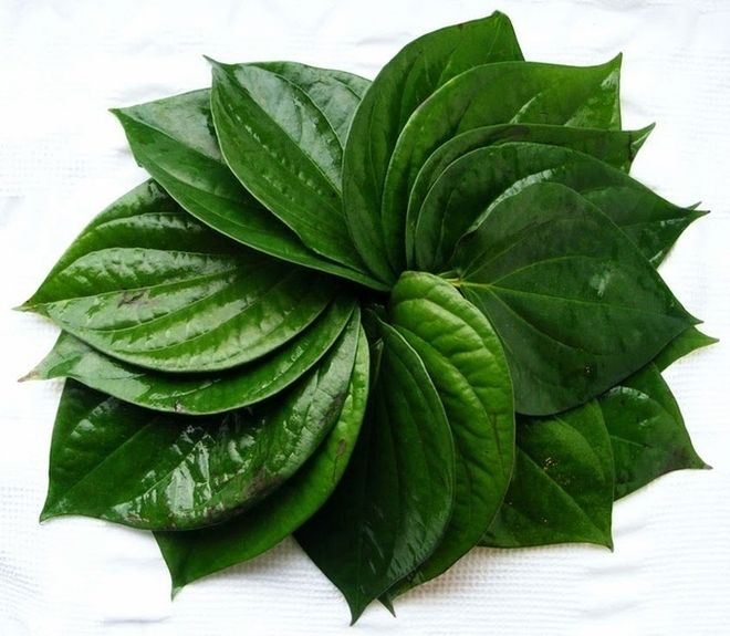 lá trầu hỗ trợ điều trị bé sơ sinh bị sôi bụng