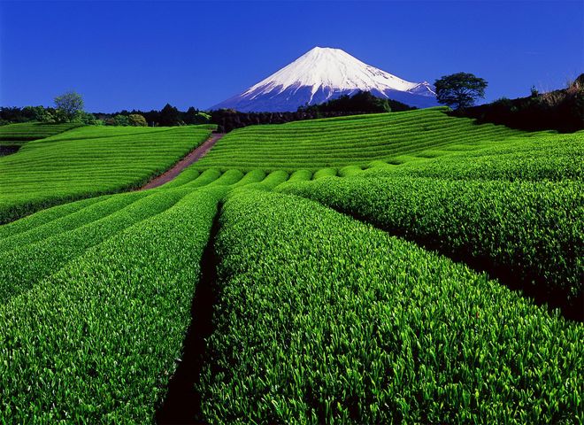 bột matcha được làm từ những lá trà được chăm sóc kĩ lưỡng