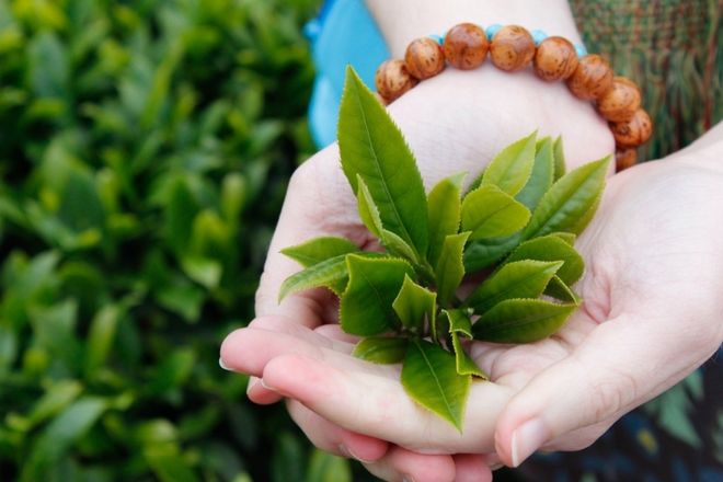 vị trí của lá trà cho chất lượng khác nhau