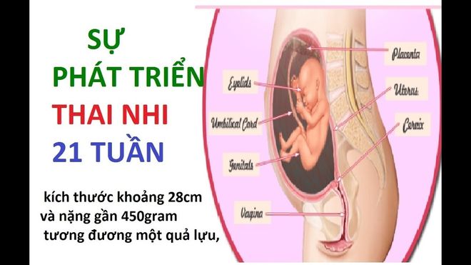 thai 21 tuần