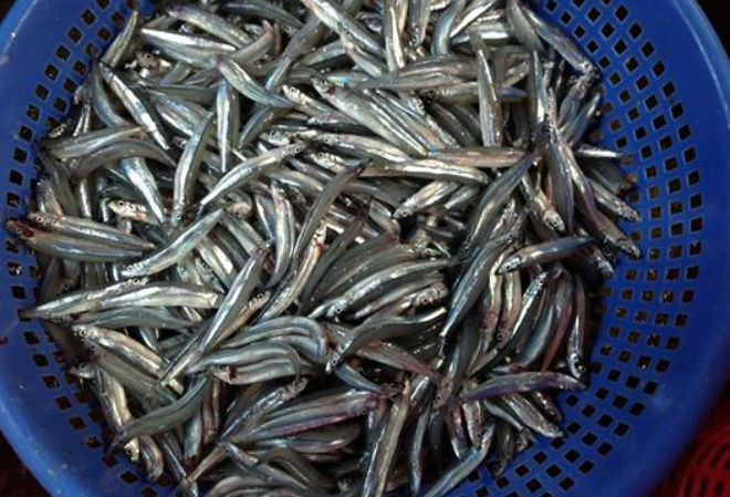 rửa sạch cá cơm