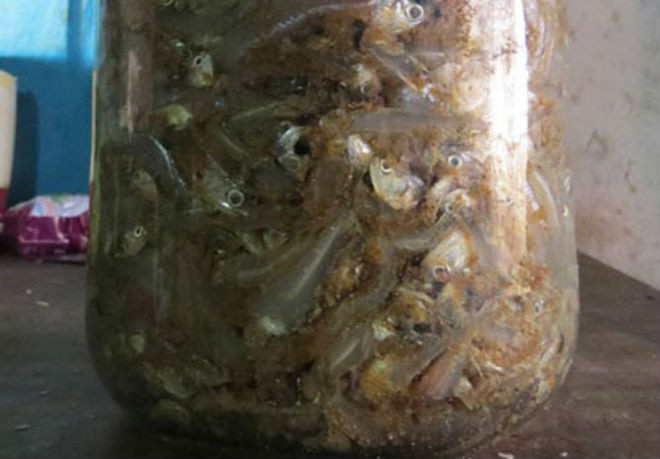 muối cá cơm