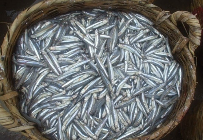 cá cơm