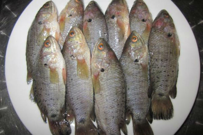 cá đồng rửa sạch