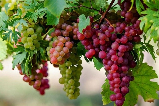 nên cho bé ăn nhiều nho tím