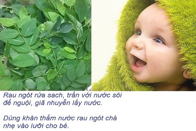 ro luoi cho tre so sinh bang la rau ngot