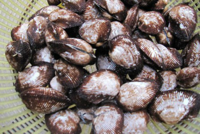 sò lông