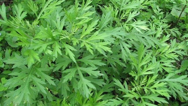 Bà bầu khi mang thai cần cẩn thận khi sử dụng ngải cứu