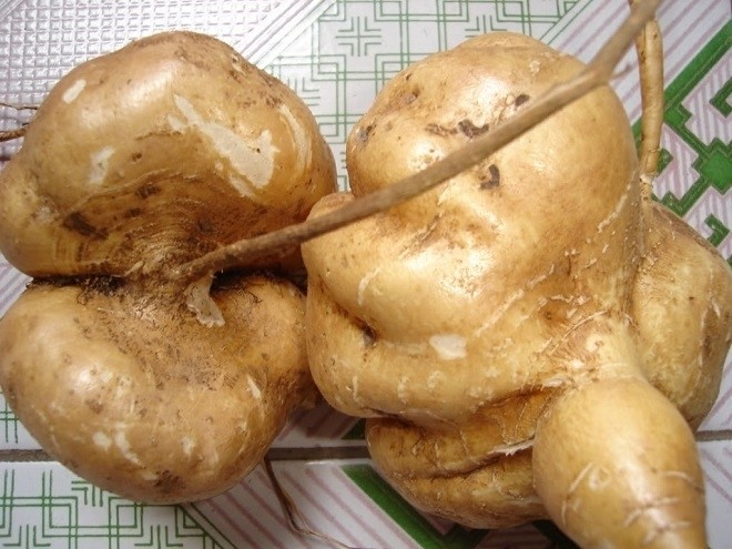 cu dau