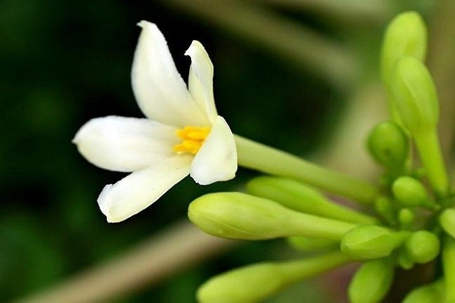 trẻ sơ sinh bị ho chữa ho bằng hoa đu đủ