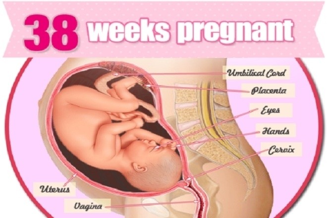 Thai nhi 38 tuần tuổi đã phát triển gần như hoàn thiện để chuẩn bị chào đời