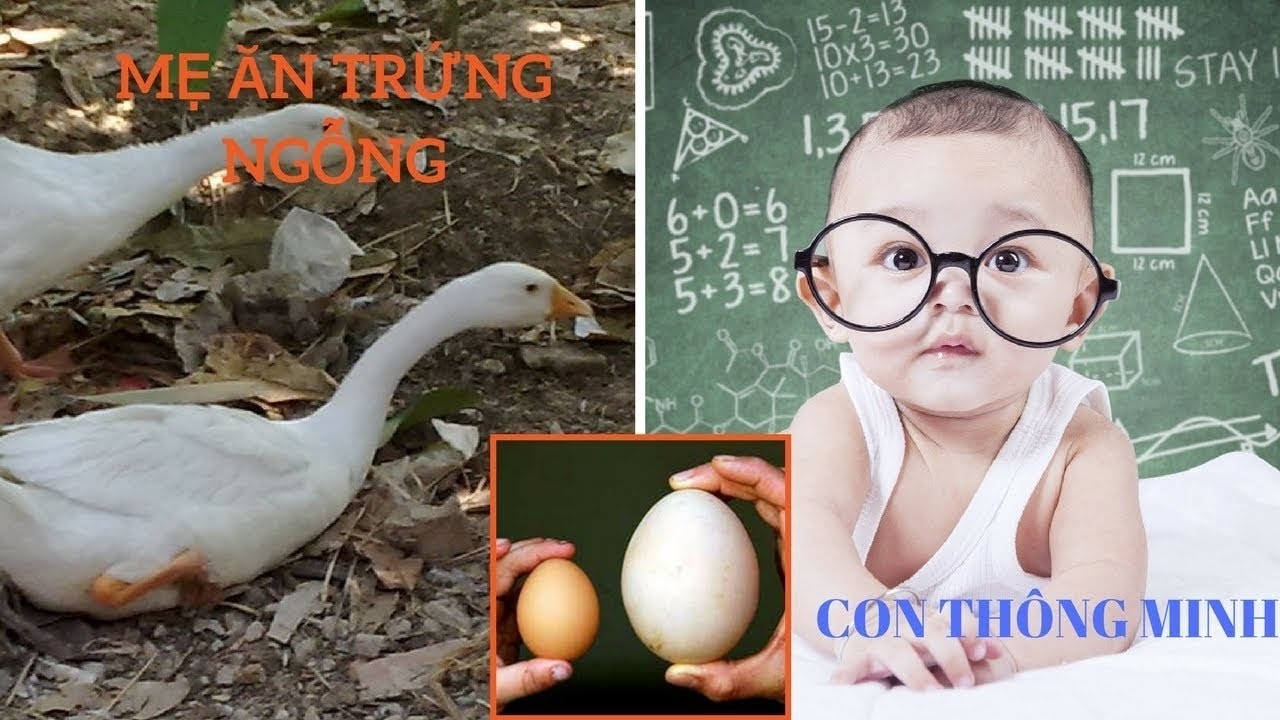 bé thông minh khi mẹ ăn trứng ngỗng
