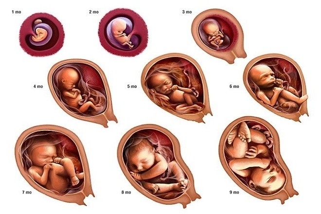 sự phát triển của thai nhi theo từng tháng