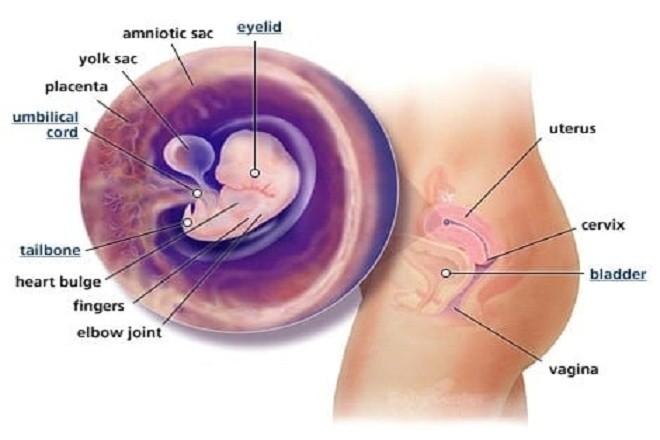 thai nhi 7 tuần tuổi