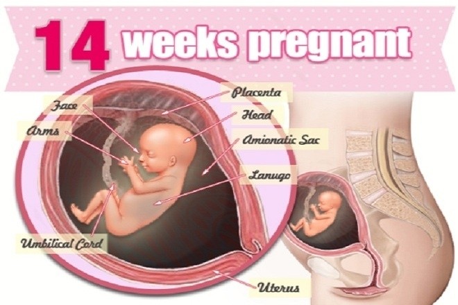 Thai nhi 14 tuần đã phát triển nhanh chóng trong bụng mẹ