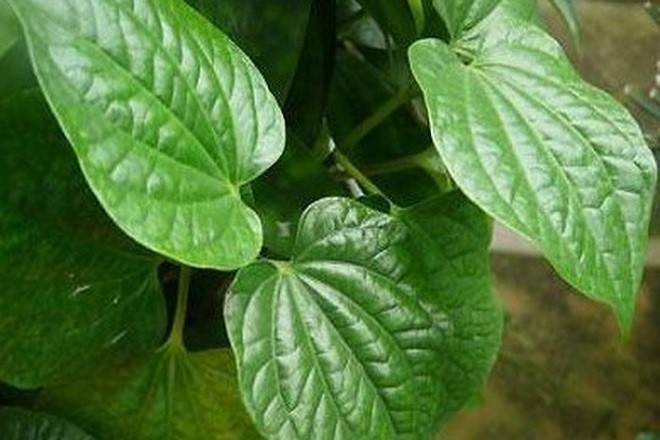 lá lốt trị ra mồ hôi tay chân