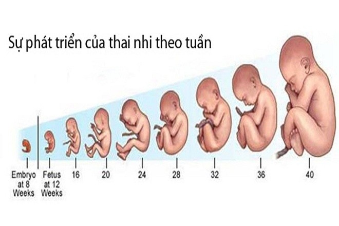 Bảng trọng lượng thai nhi giúp mẹ theo dõi cân nặng của bé theo từng tuần