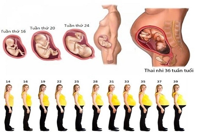 Một trong những chỉ số quan trọng trong sự phát triển của thai nhi là cân nặng và chiều dài của bé