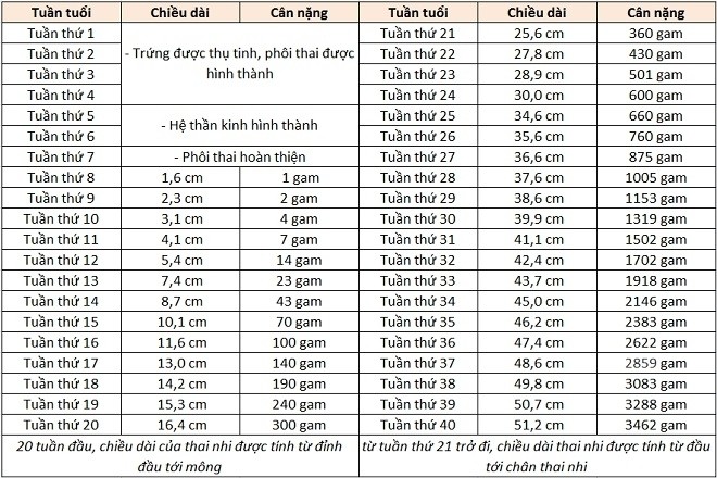 Bảng trọng lượng thai nhi theo từng tuần tuổi