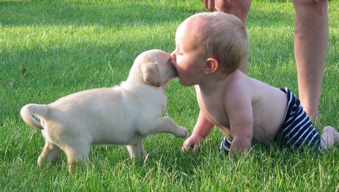 chó lây bệnh dại cho trẻ