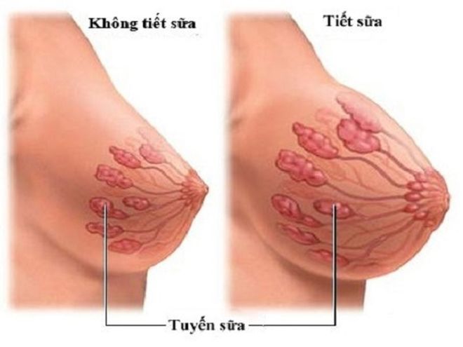 Sự thay đổi của đầu ngực