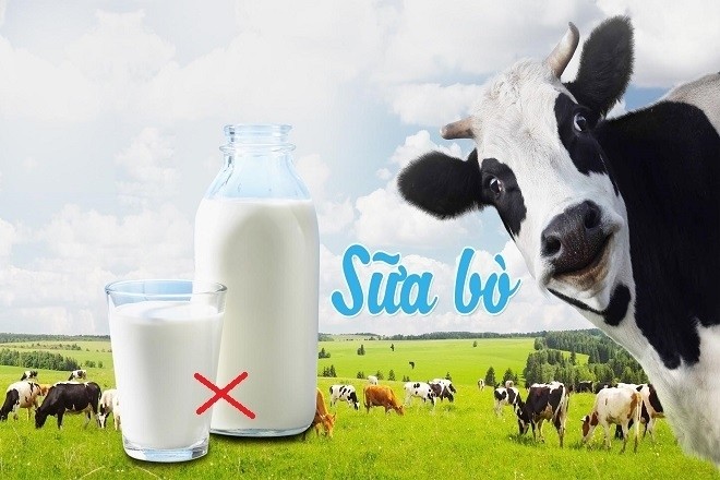 sữa bò