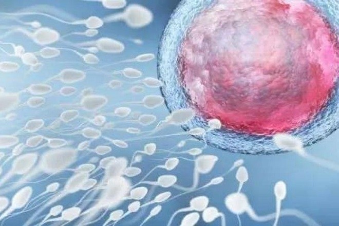 sự gặp nhau giữa trứng và tinh trùng