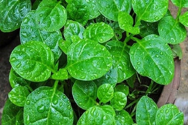rau mồng tơi