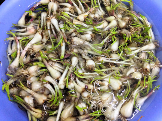 nguyên liệu củ kiệu