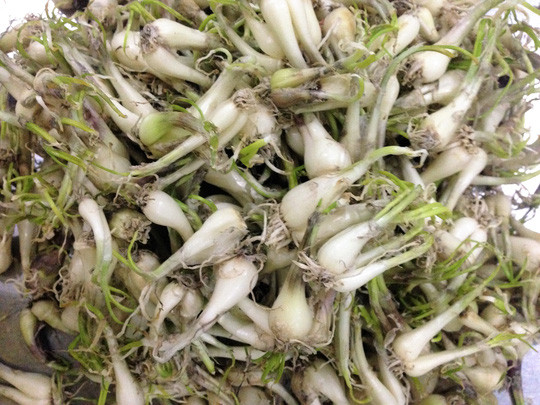 phơi kiệu