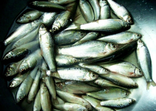 ngâm cá linh với nước muối