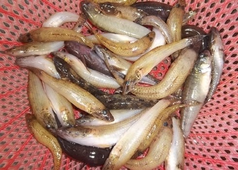 cá bống