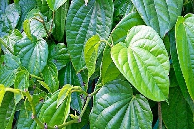 lá trầu được trồng nhiều ở việt nam