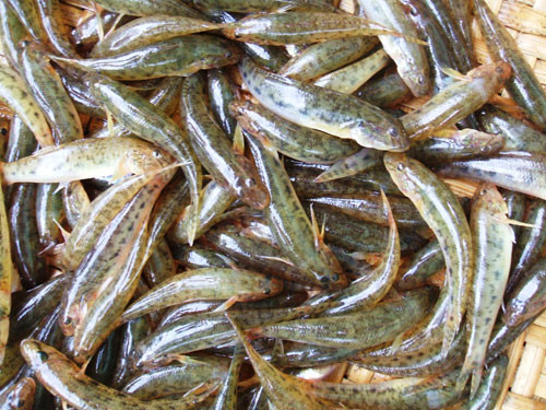 cá bống là một loại thực phẩm có nhiều chất dinh dưỡng