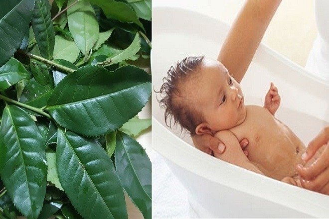 dùng lá trà xanh để tắm cho bé