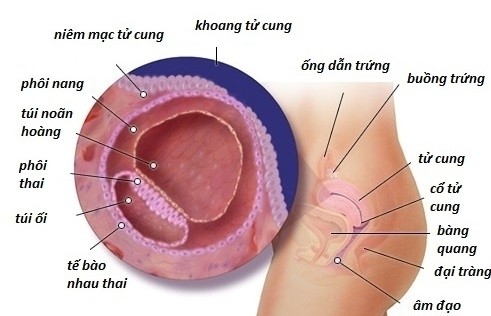 Là một lớp niêm mạc có tác dụng bao phủ toàn bộ bề mặt bên trong của tử cung.