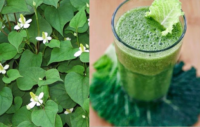 rau diếp cá là vị thuốc hạ sốt an toàn cho trẻ sơ sinh