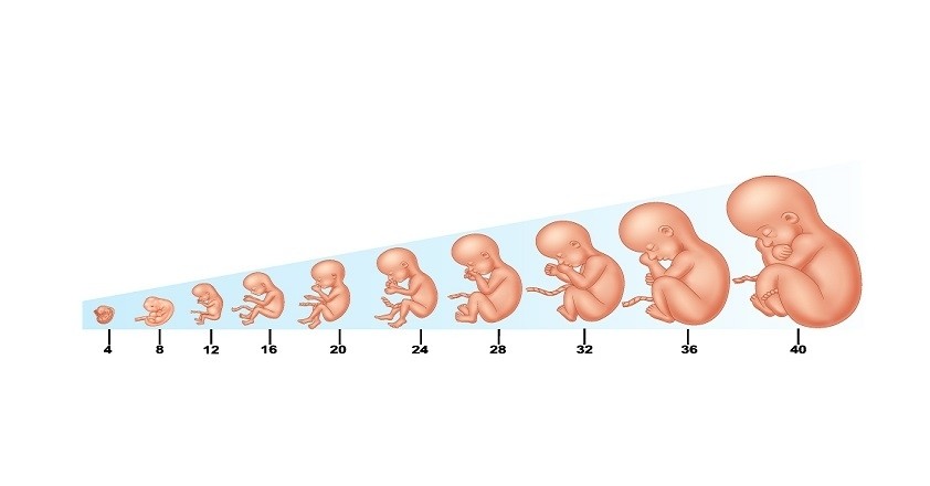 Sự phát triển của thai nhi trong 40 tuần tuổi diễn ra rất kì diệu