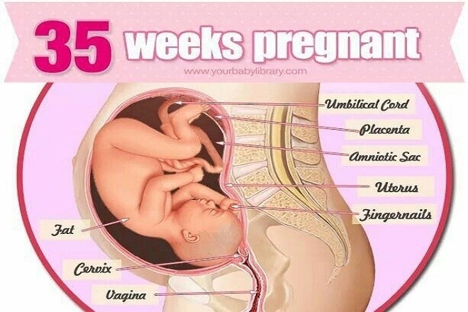 Thai nhi ở tuần 35 đã dần quay đầu xuống dưới