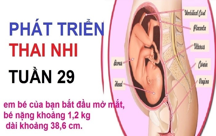 thai nhi 29 tuần